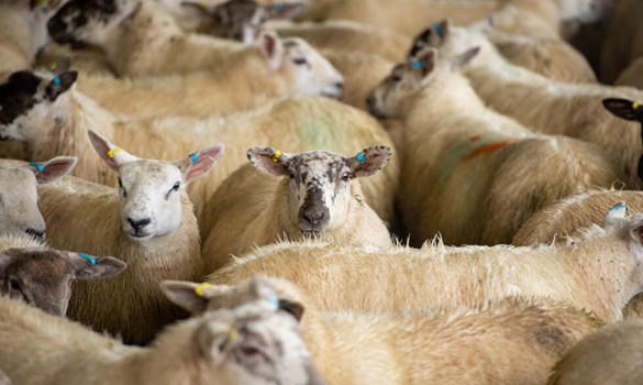 Herd of sheep on farm.